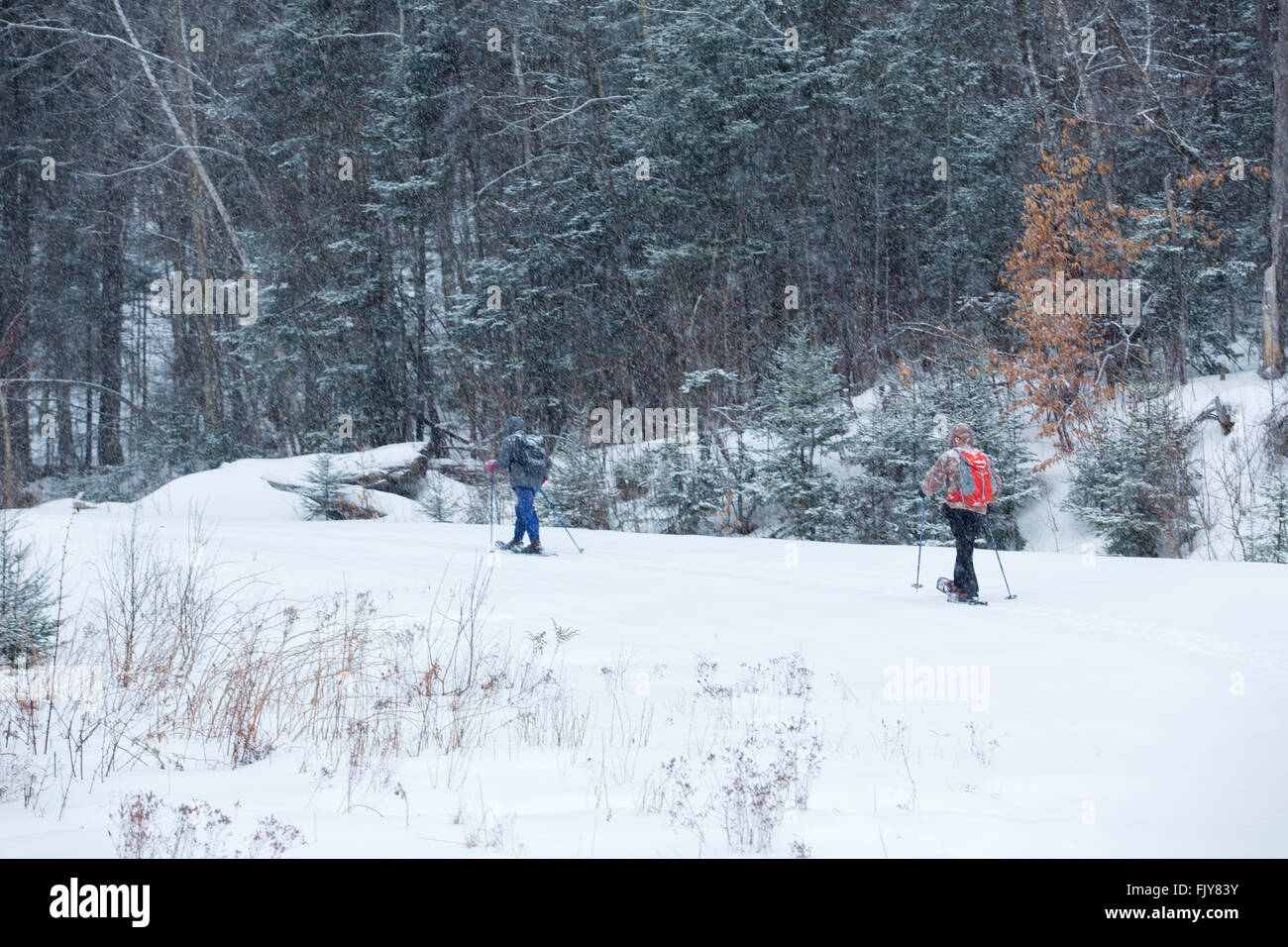 Zwei Senioren Schneeschuh an einem verschneiten Tag in den Wäldern des nördlichen Maine nahe Rangeley. Stockfoto