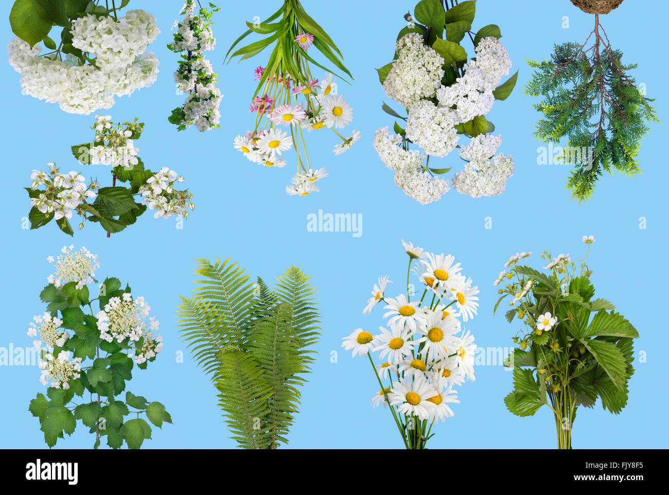 Sanften Frühling Pflanzen und Blumen auf die Cyan-blauen Hintergrund isoliert. Collage aus mehreren Fotos eingestellt Stockfoto