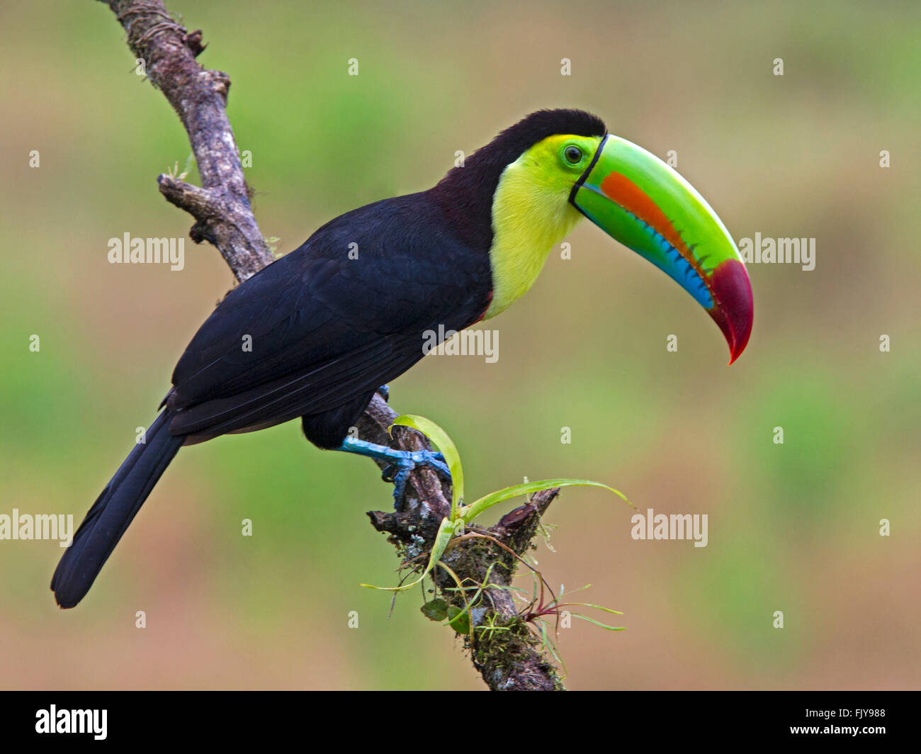 Kiel-billed Tukan thront auf Zweig Stockfoto