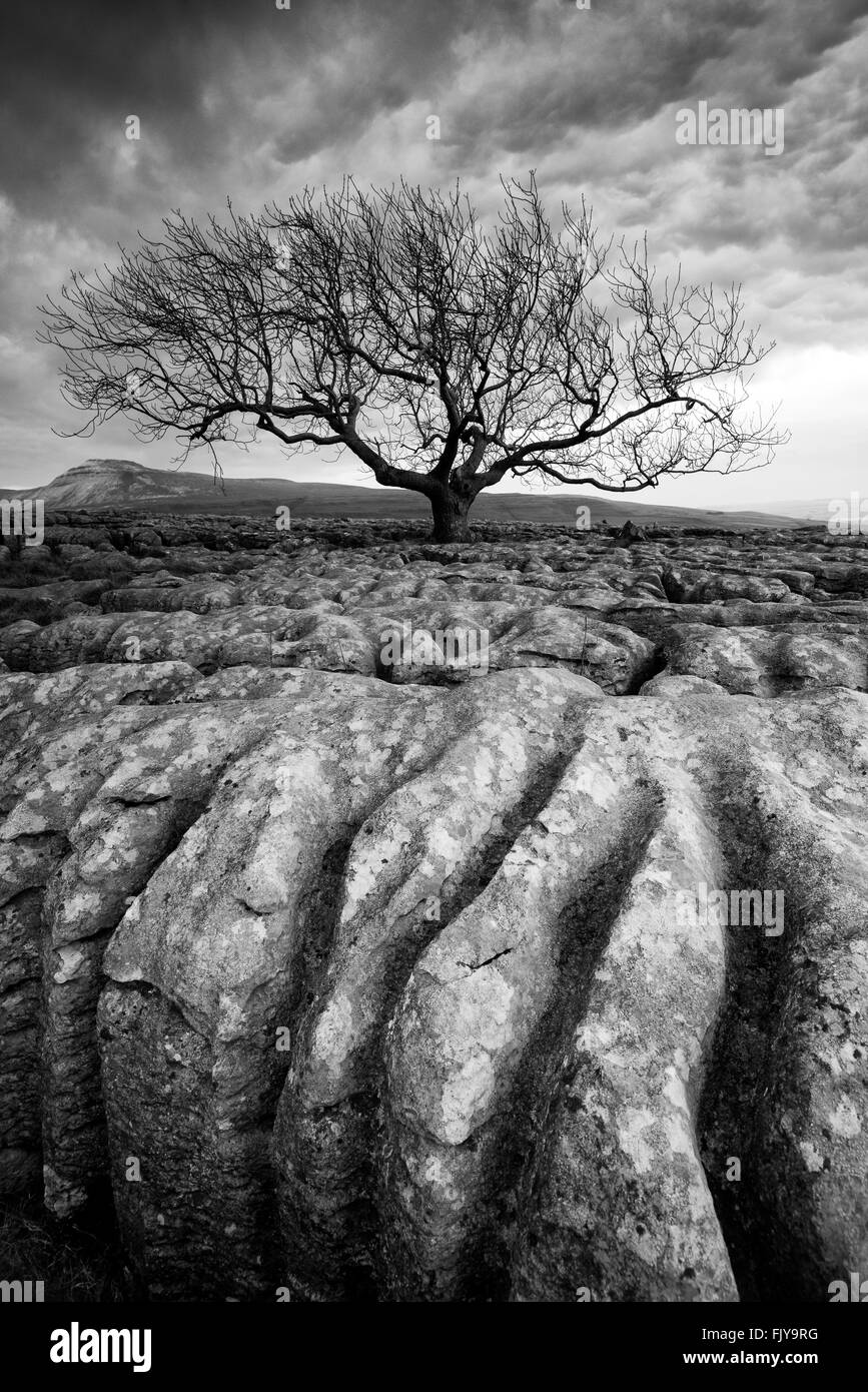 Einsamer Baum auf den Bürgersteigen der Kalkstein der Twistleton Narbe Ende, Ingleton Yorkshire Dales National Park England UK Stockfoto