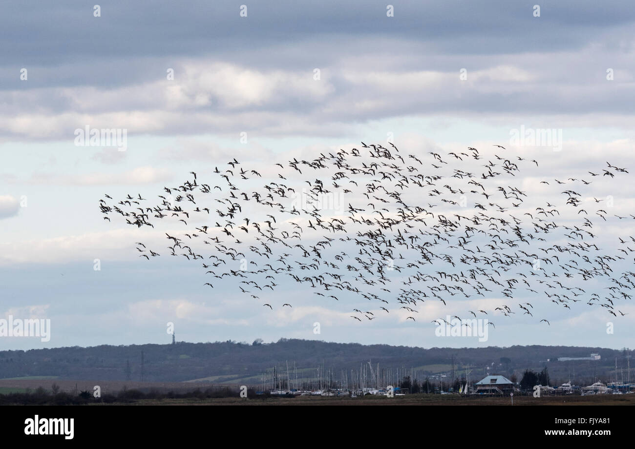 Eine große Herde von fliegen in der Nähe von Benfleet Ringelgänse Stockfoto