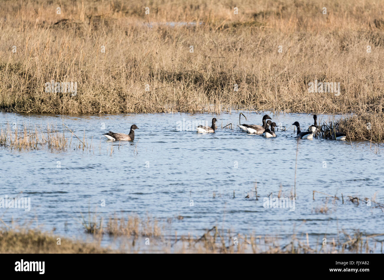 Eine kleine Herde von Brent Goose Schwimmen im Moor bei Leigh on Sea, Essex Stockfoto