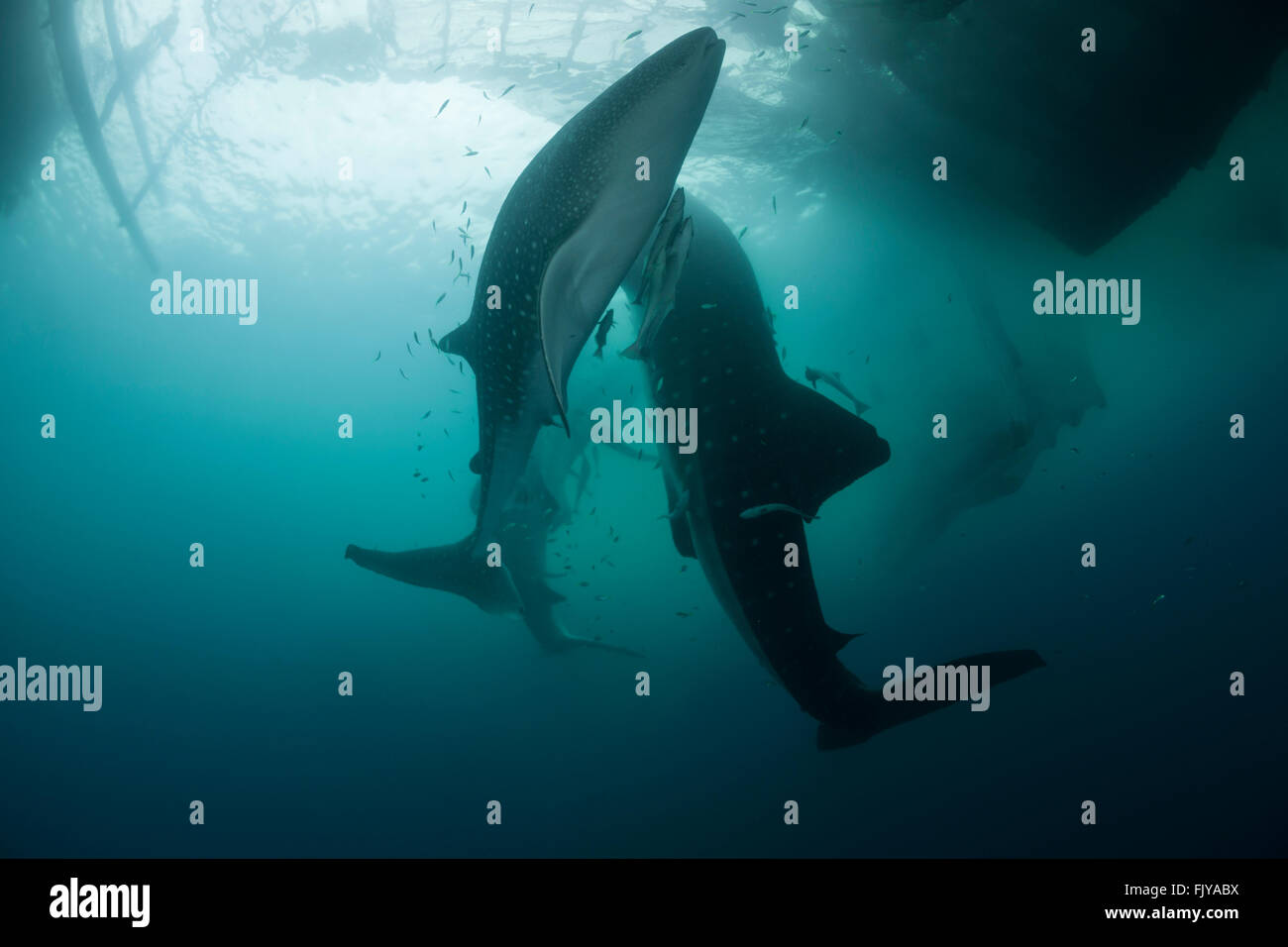 Walhai in der Nähe ein Fischerei-Gerät namens "Bagan". Bagans sind große stationäre verankerte Ourigger Boote, die ein Netz überspannt f Stockfoto