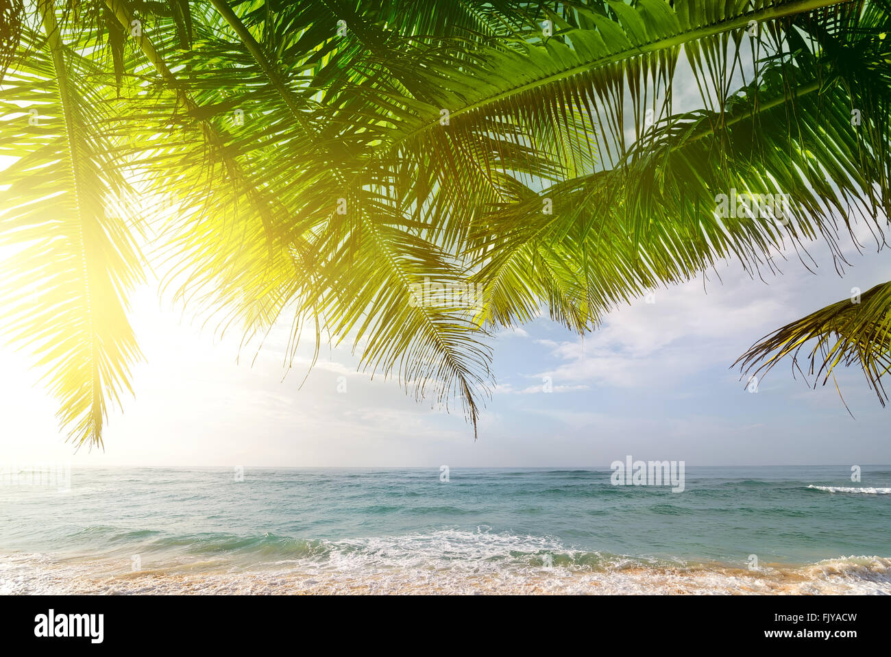 Palmen am Indischen Ozean am sonnigen Morgen, Sri Lanka Stockfoto