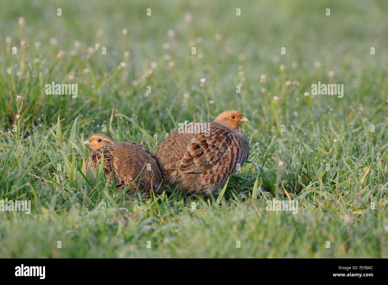 Graue Rebhühner / Rebhuehner (Perdix Perdix), Paare, sitzt in einer frühlingshaften Wiese, ersten Morgenlicht vielen Tautropfen. Stockfoto
