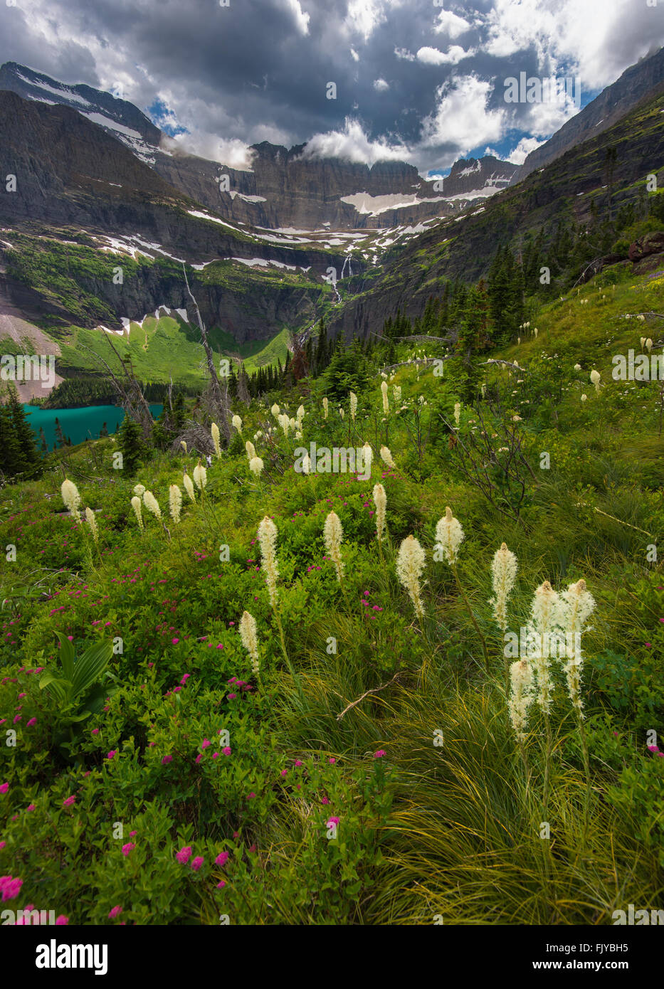 Bärengras, wilde Blume in Glacier Nationalpark Stockfoto