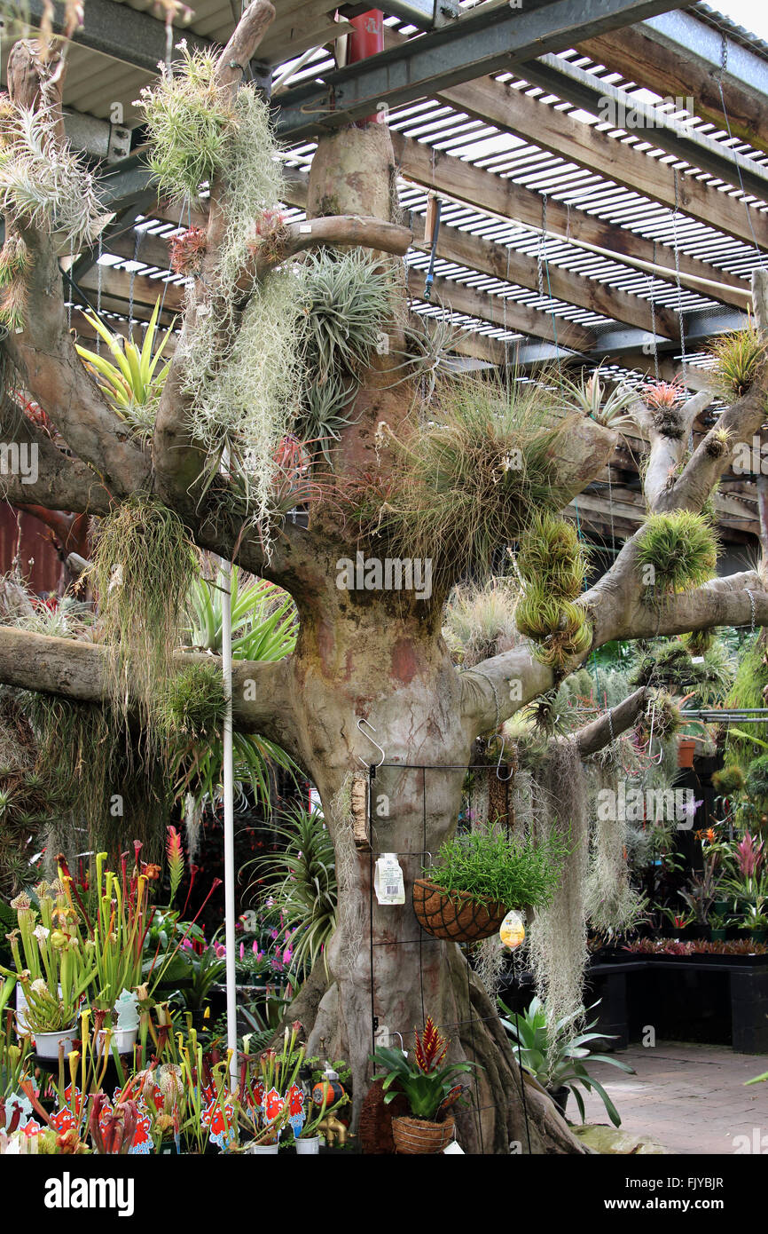 Luft-Pflanze wächst auf einem Baum Stockfoto
