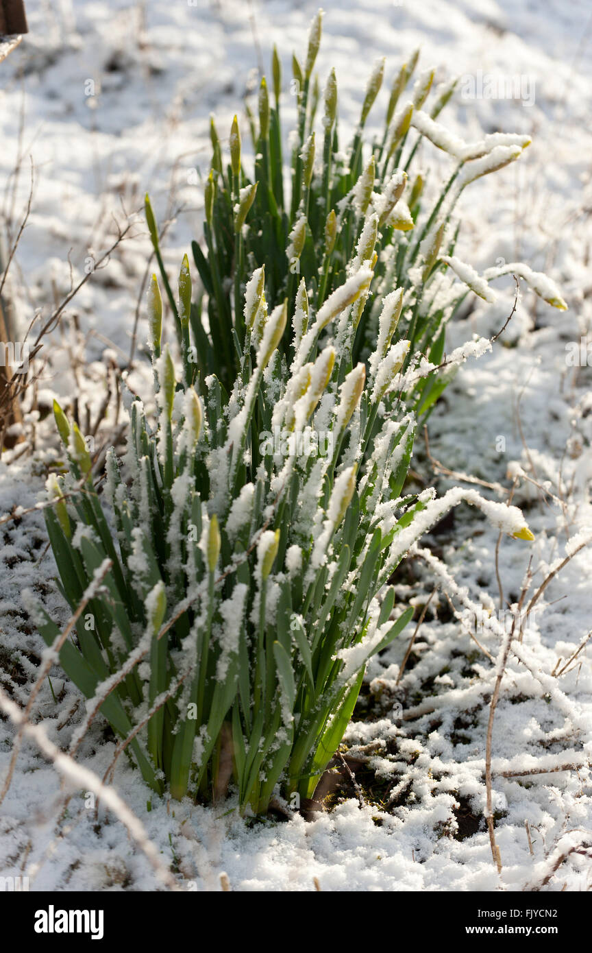 Buillth Wells, Powys, Wales, UK. 4. März 2016. UK-Wetter: Narzissen sind bei Builth Wells in einer Winterlandschaft Vormittag während der ersten Woche des Frühlings sehen. Bildnachweis: Graham M. Lawrence/Alamy Live-Nachrichten. Stockfoto