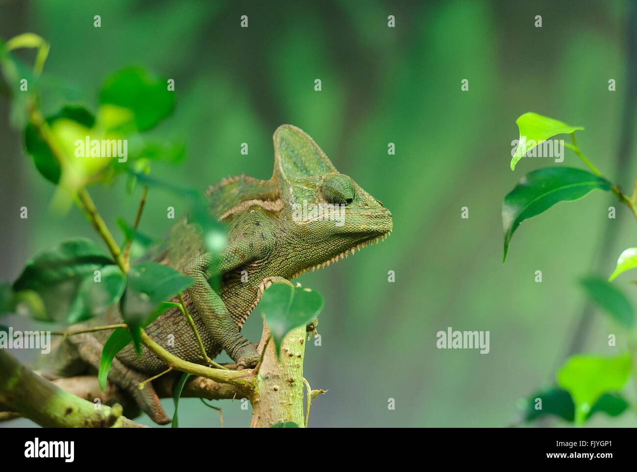 Chamäleon auf einem Ast im Taronga Zoo in Sydney, Australien Stockfoto
