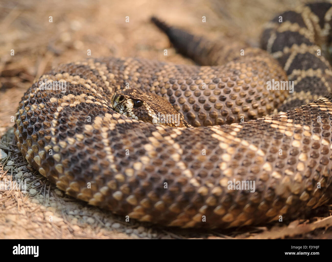 Eastern Diamondback Klapperschlange, Taronga Zoo, Sydney, Australien Stockfoto