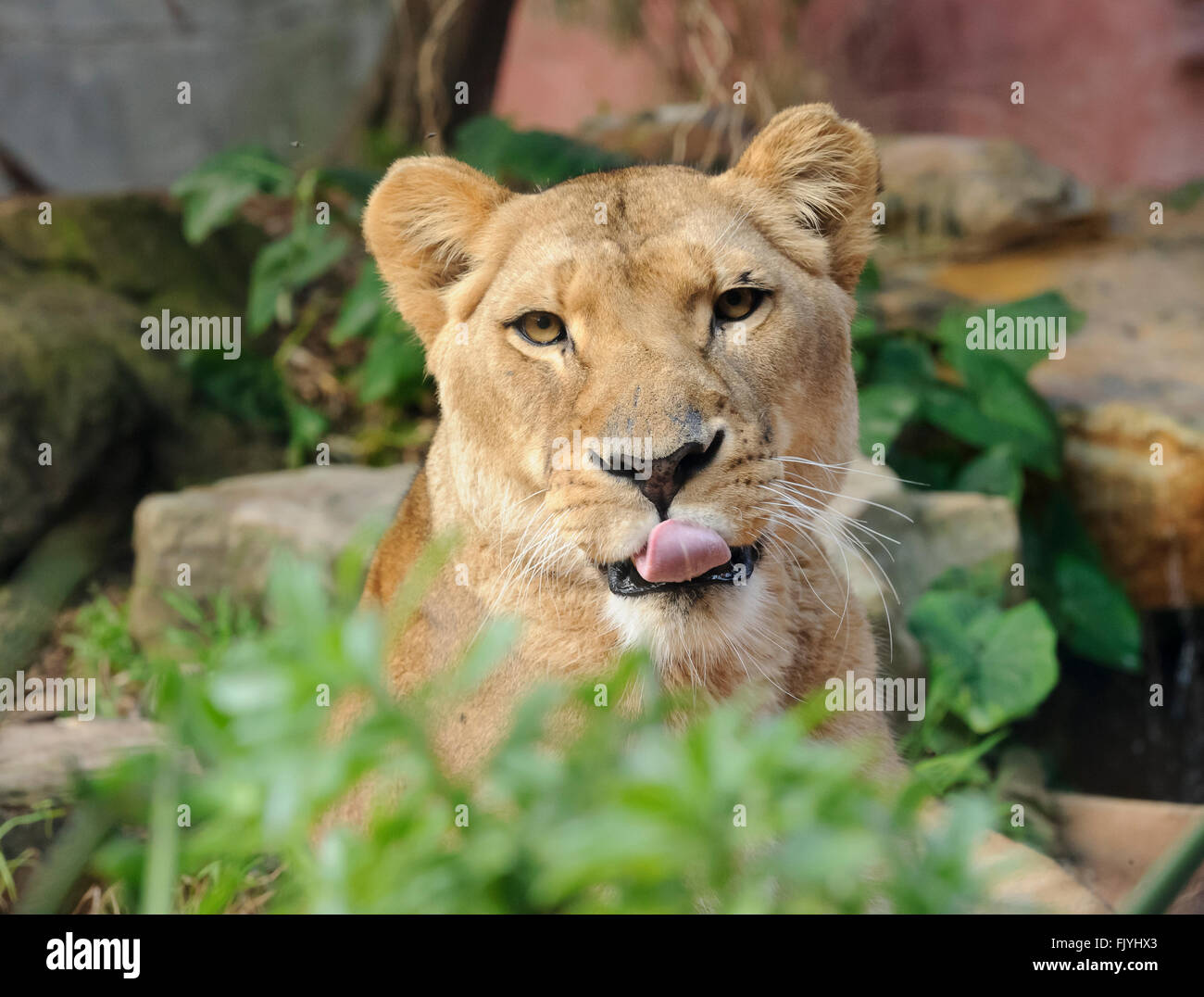 Löwin mit Zunge im Taronga Zoo, Sydney, New South Wales, Australien Stockfoto