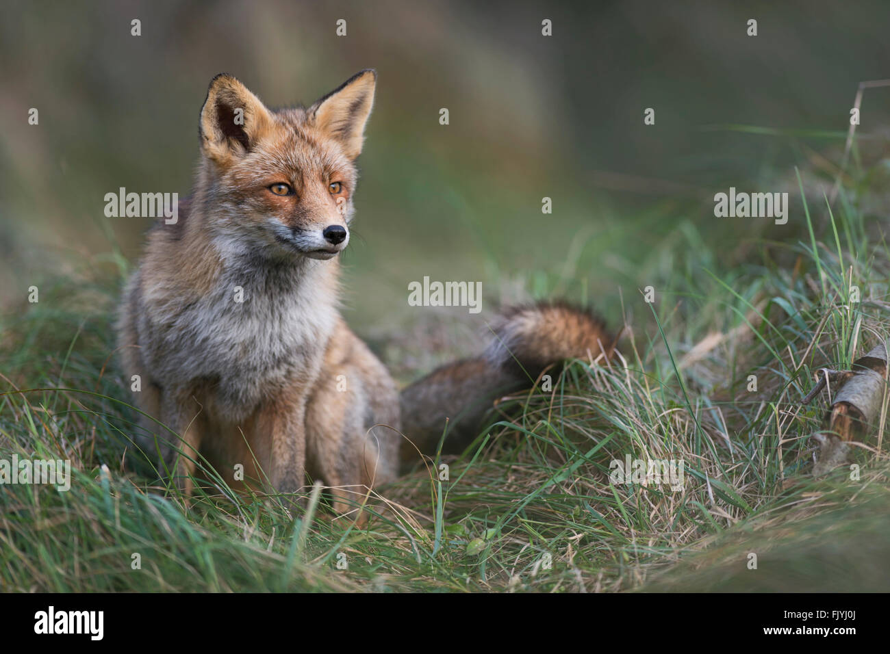 Rotfuchs / Rotfuchs ( Vulpes vulpes ) sitzt in hohem Gras, wundervoll weiches Licht und beobachtet aufmerksam nach etwas in der Ferne, Wildtiere, Europa. Stockfoto