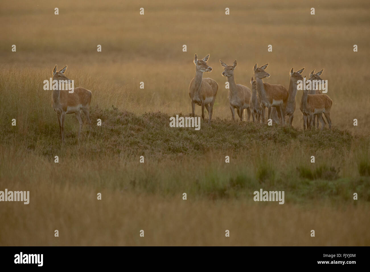 Rotwild (Cervus elaphus), Gruppe / Herde von Hahnenherden, stehend auf einem kleinen Hügel im weiten offenen Land, Grassteppe, weiches warmes Hinterlicht, Europa. Stockfoto