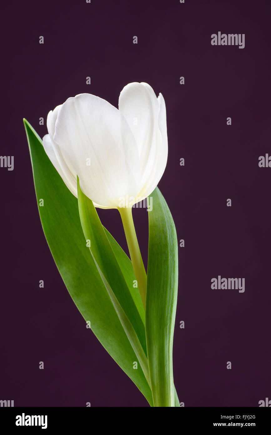 Eine weiße Tulpe Blume lila Hintergrund Stockfoto