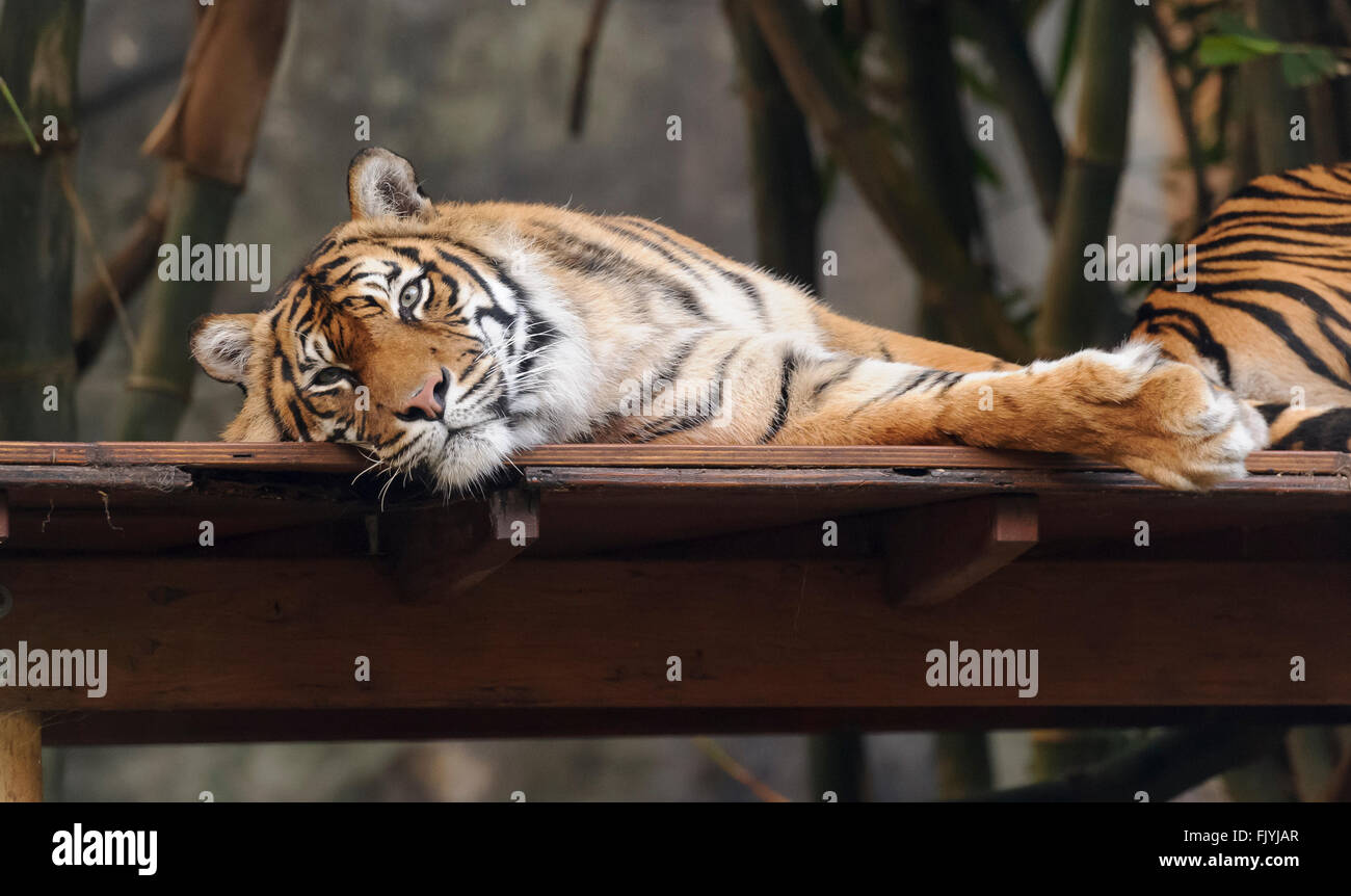 Tiger im Taronga Zoo, Sydney, New South Wales, Australien Stockfoto