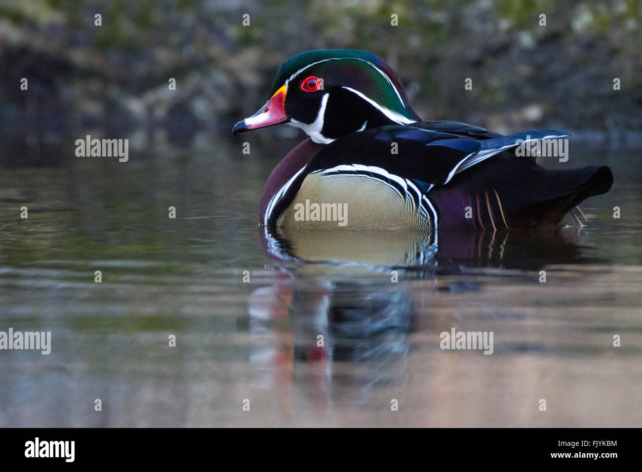 Holz-Ente auf ruhigen Teich Stockfoto