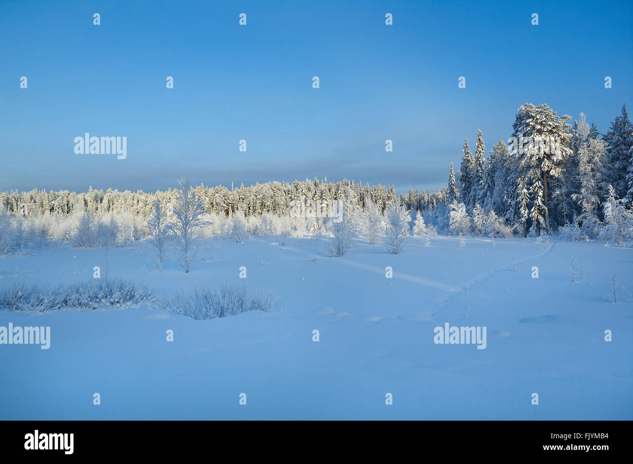Winterlandschaft. Winter Beauty-Szene Stockfoto