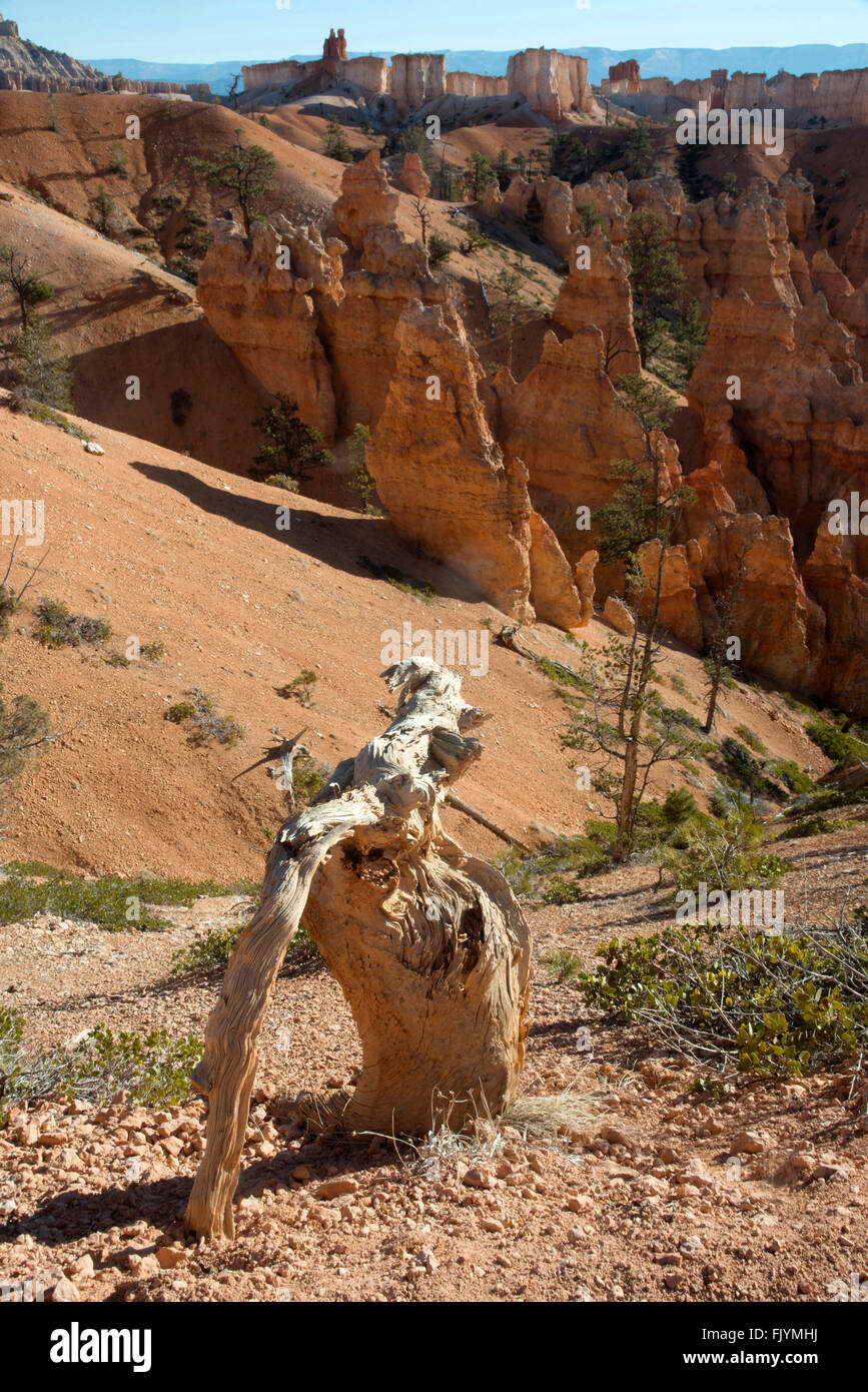 Bryce-Canyon-Nationalpark, Utah, USA. Sandstein-Klippen und Felsen Pinnacles. Stockfoto