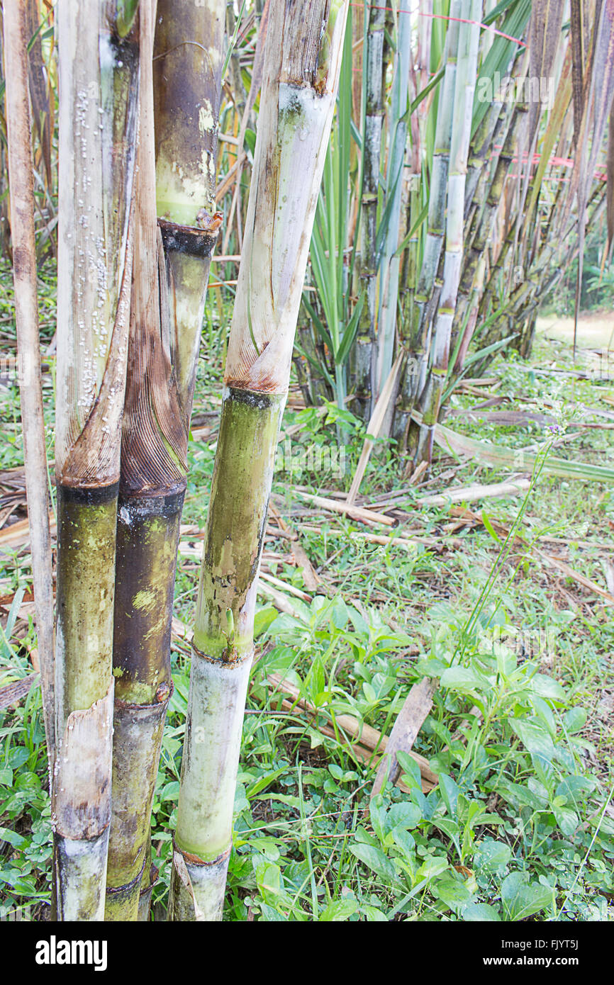 Stalk Sugarcane Stockfotos und bilder Kaufen Alamy