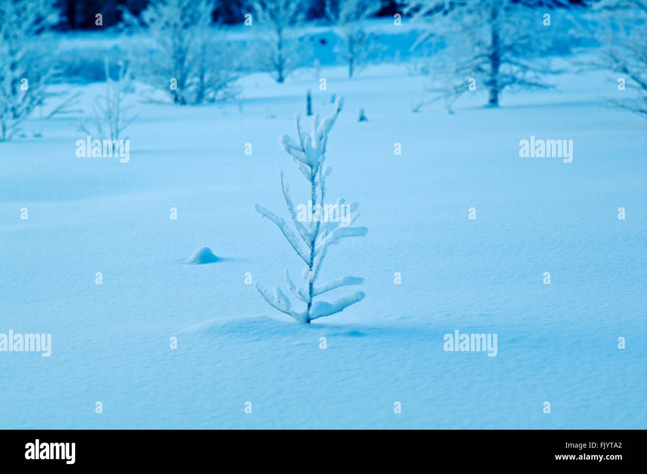 Winterlandschaft. Winter Beauty-Szene. verschneite Äste von Bäumen und Sträuchern Stockfoto