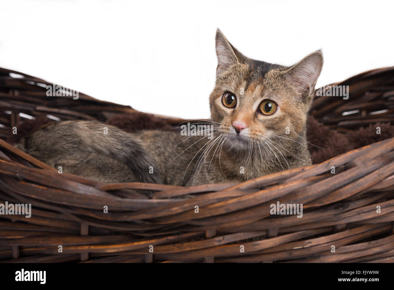 Calico Kitty Katze im Korb Stockfoto