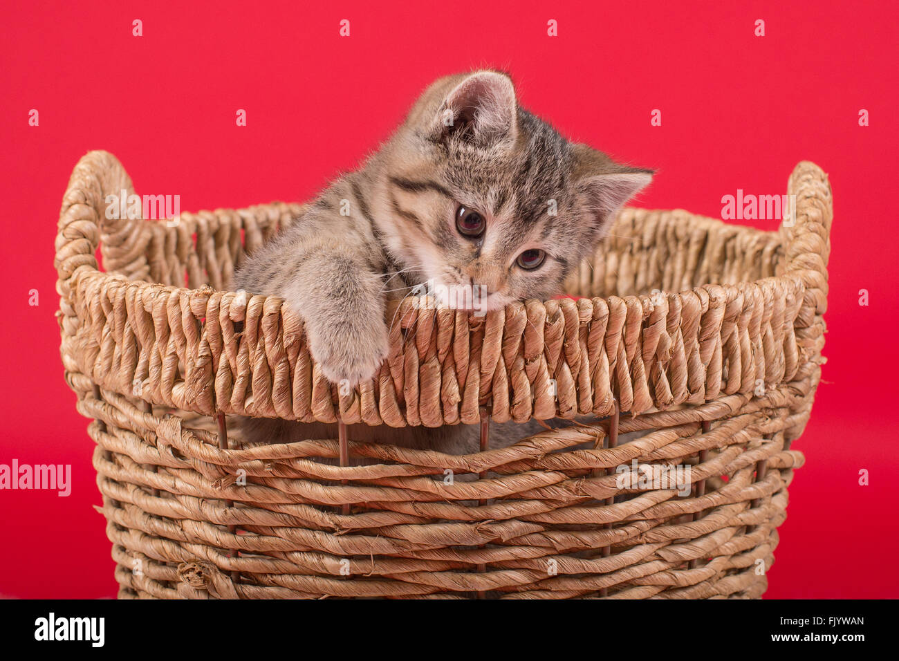 Tiger abgestreift Kätzchen im Korb mit rotem Hintergrund Stockfoto