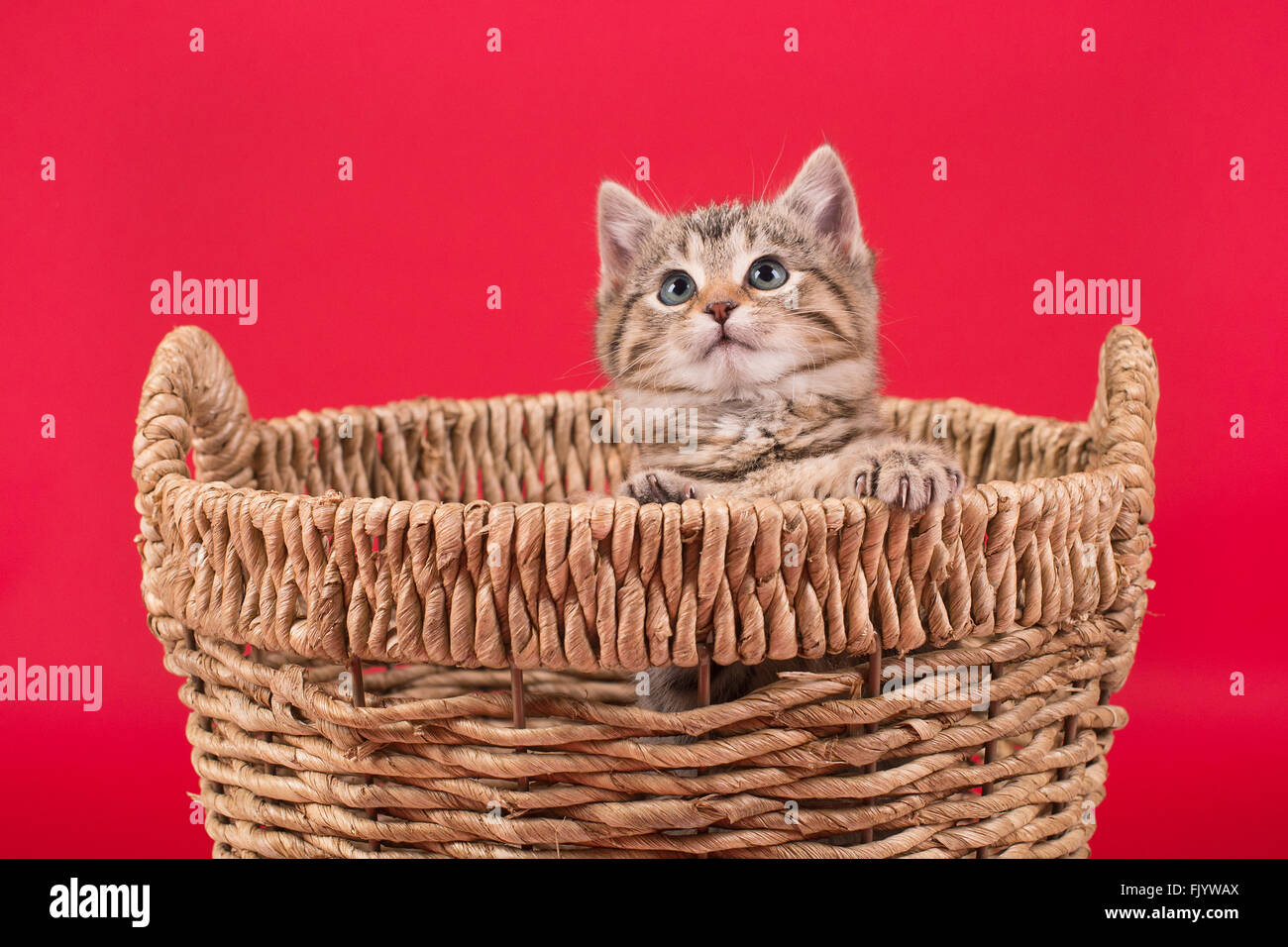 Tiger abgestreift Kätzchen im Korb mit rotem Hintergrund Stockfoto