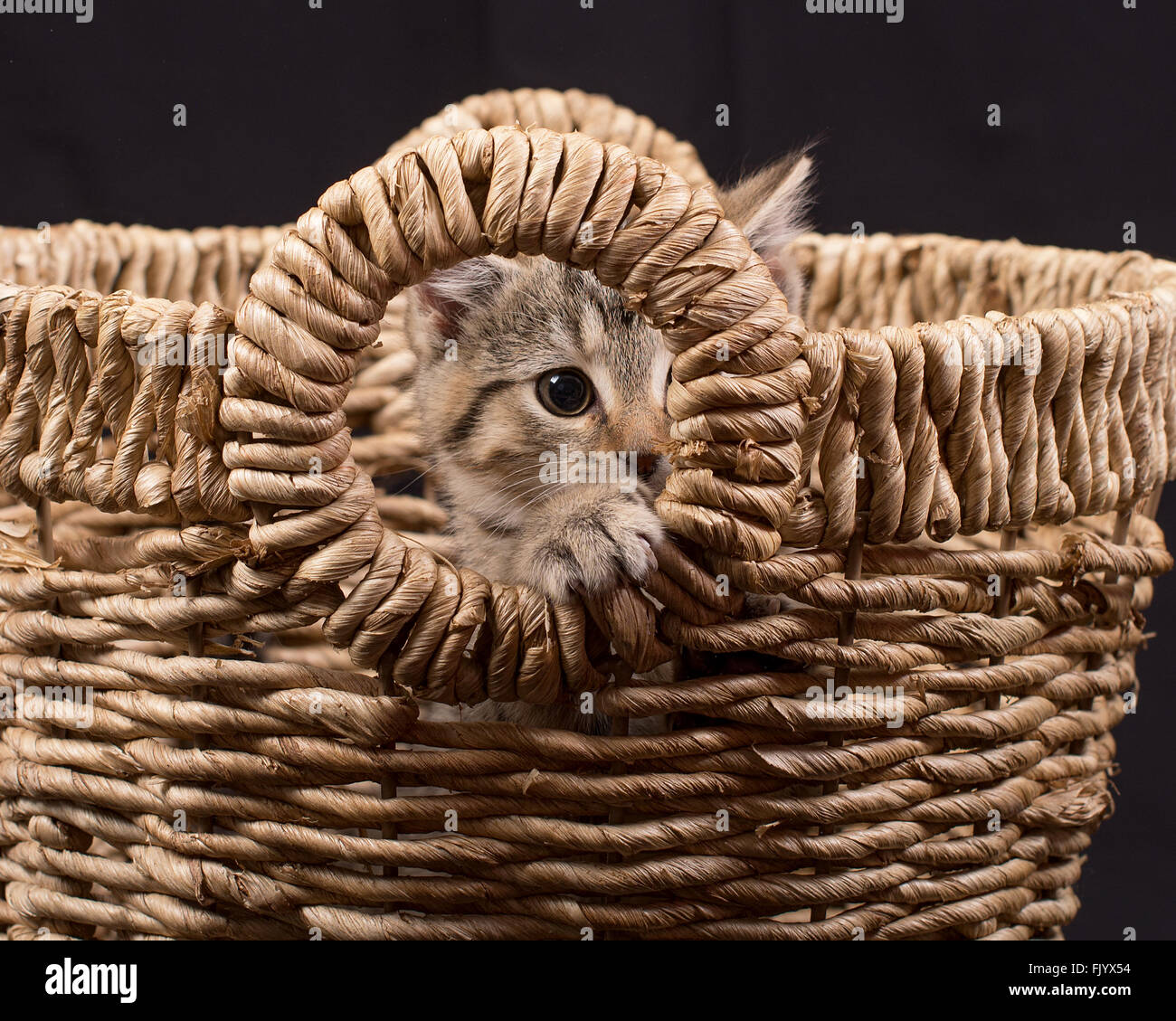 Kätzchen im Korb spähen Stockfoto
