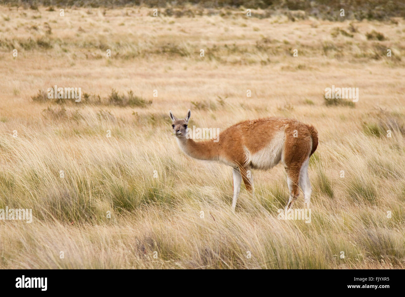 Einzelne Guanako Essen Grass im chilenischen Patagonien National Park Stockfoto