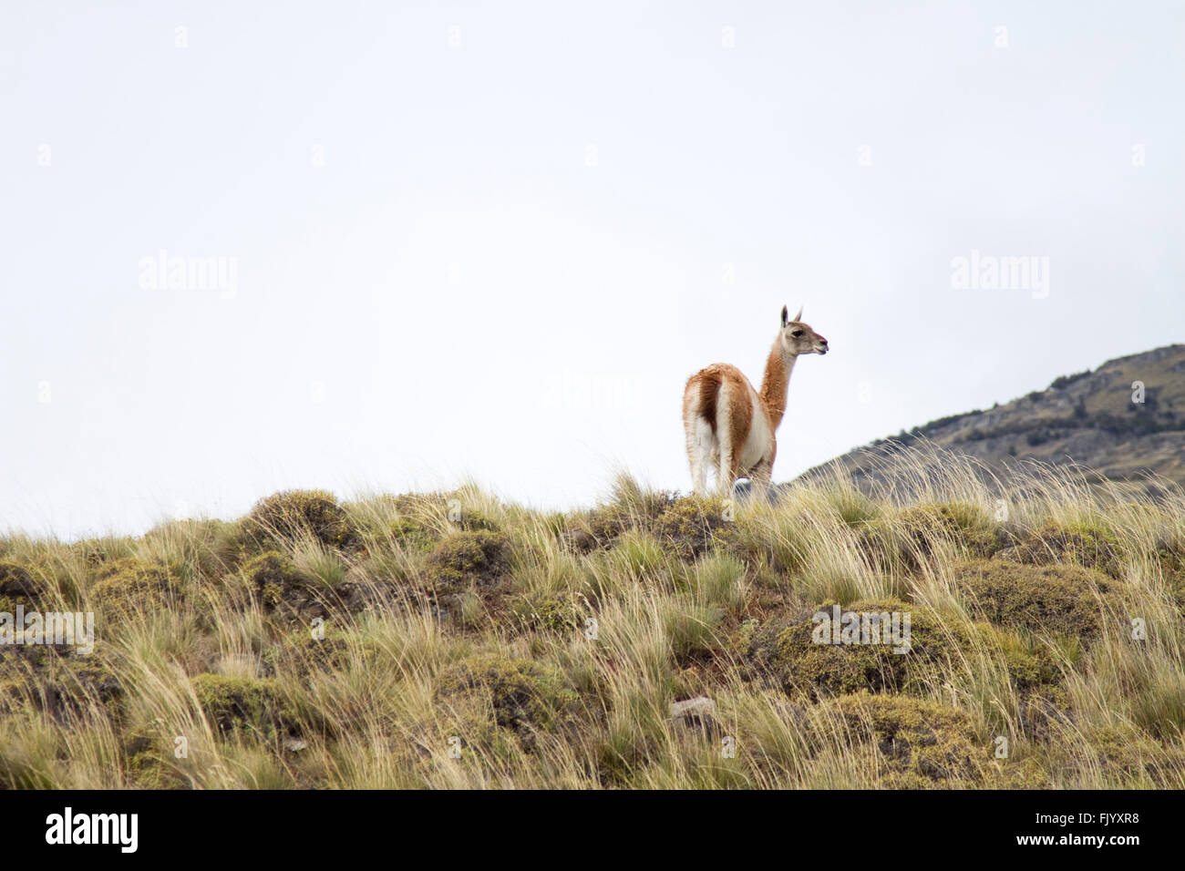 Einzelne Guanako im chilenischen Patagonien National Park Stockfoto