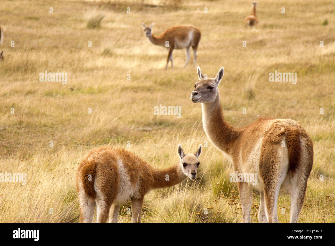 Familie von Guanakos im chilenischen Patagonien Stockfoto