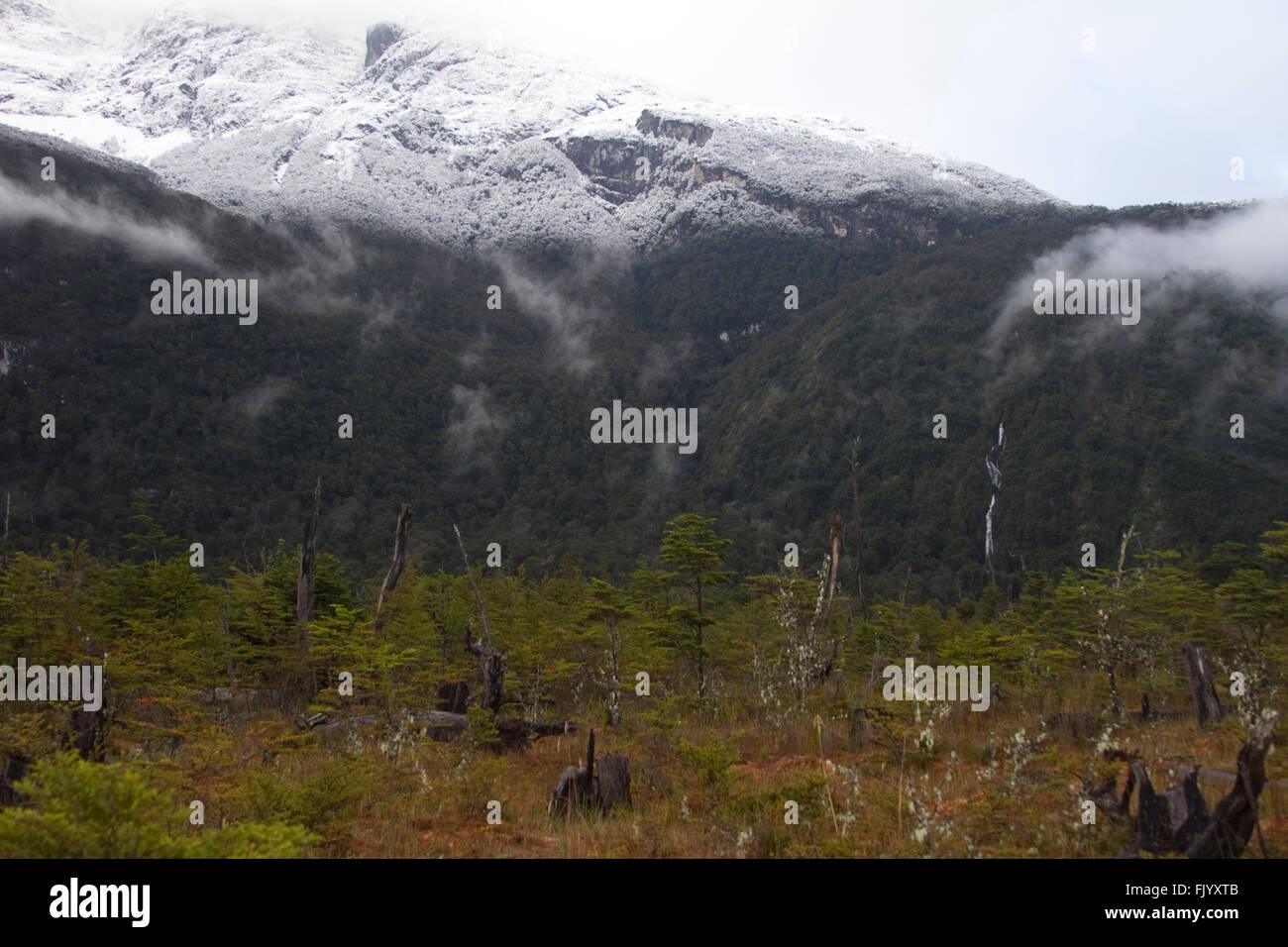 Chilenische Patagonien Pilgerodendron Landschaft im winter Stockfoto