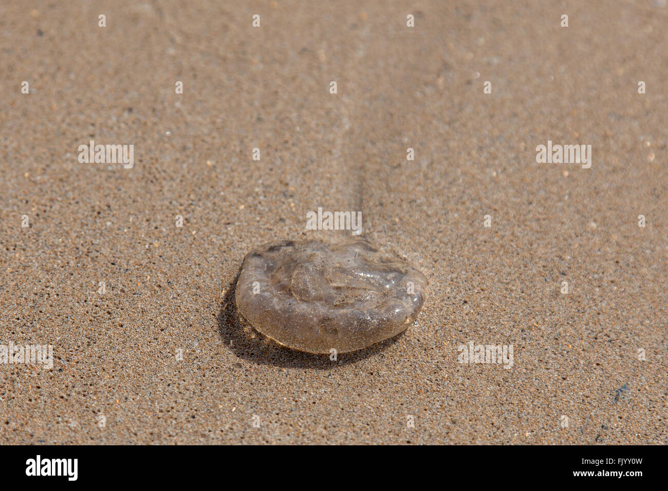 Gestrandeter Quallen Stockfoto