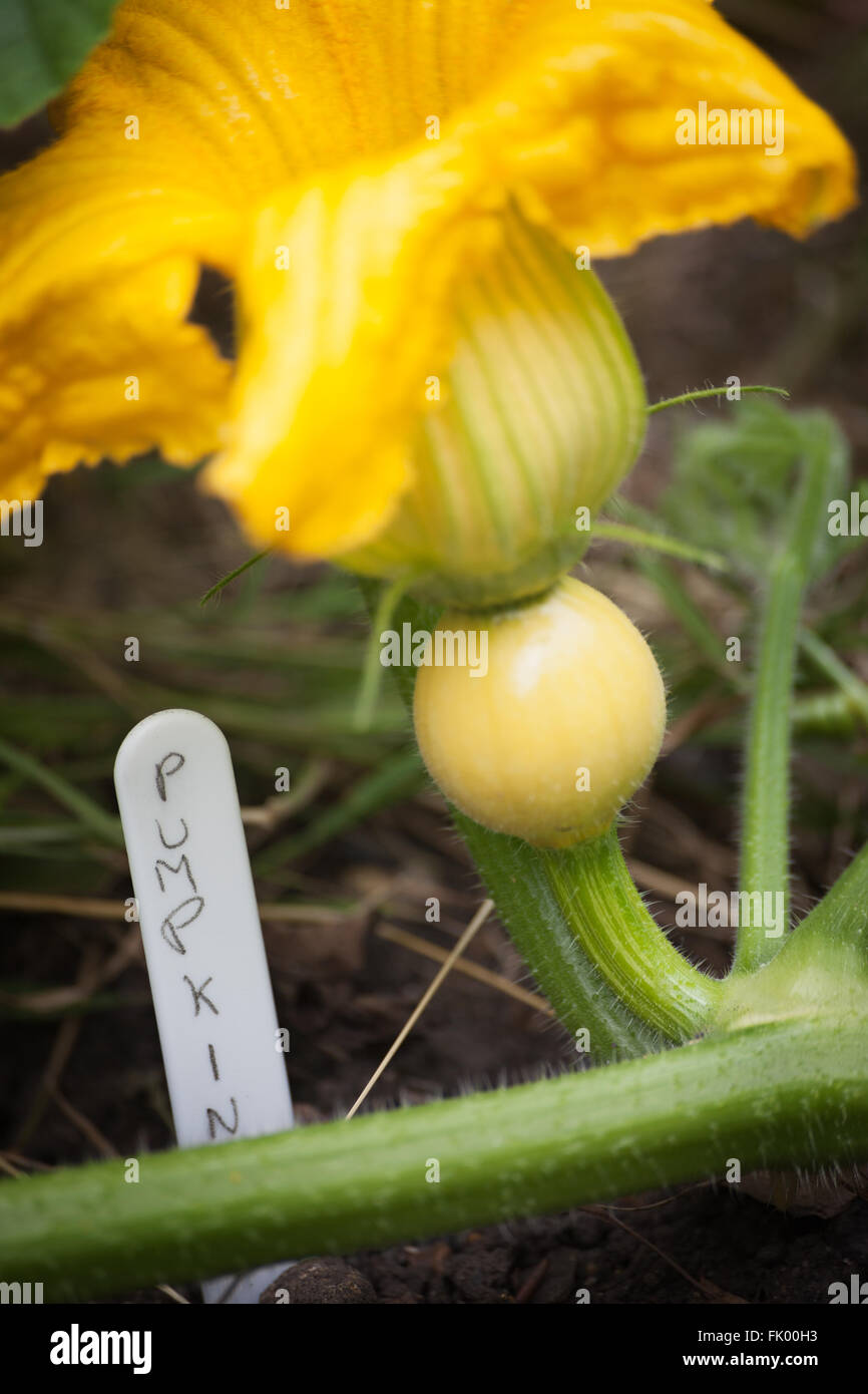 Ein Kürbis Pflanze in den frühen Stadien des Wachstums mit einem Kürbis-label Stockfoto