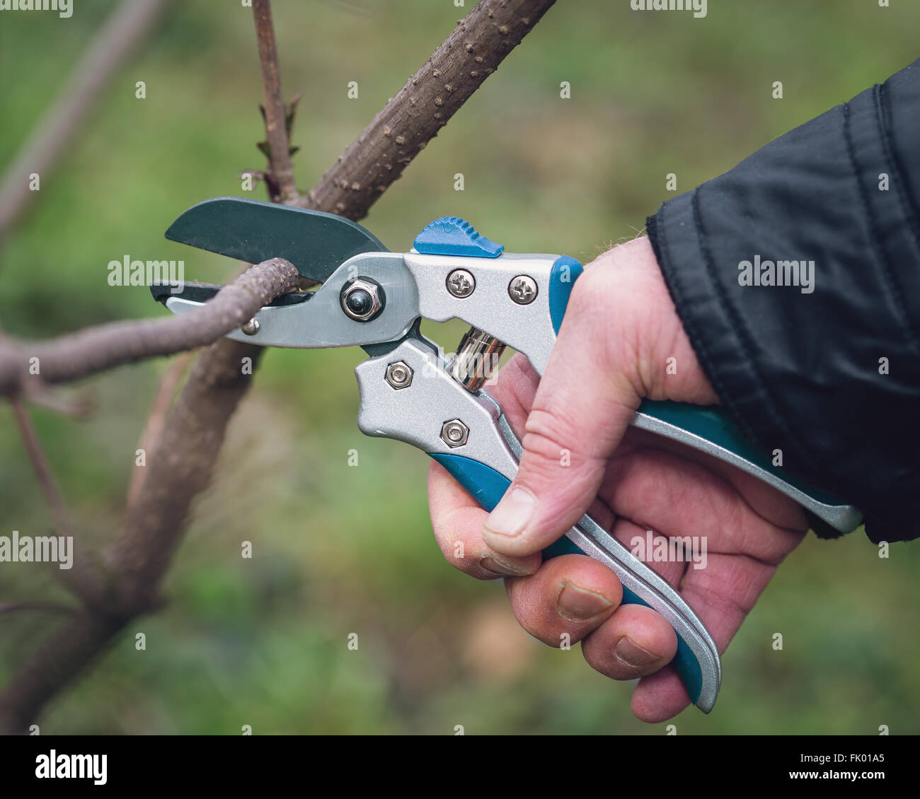 Rebschnitt schwarz aktuelle im Garten Stockfoto