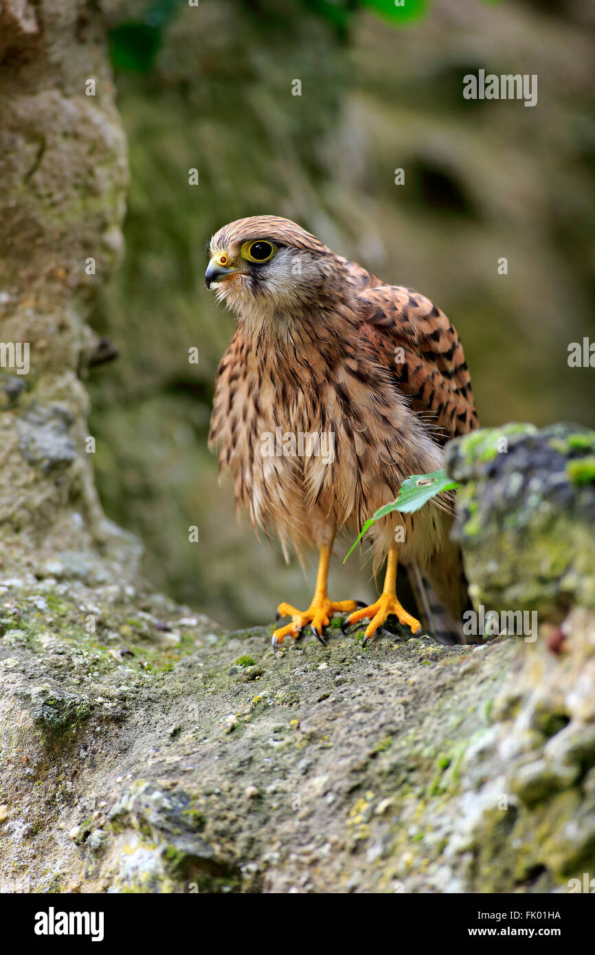 Krestrel, Rock Krestel, subadulte Männchen, Eifel, Deutschland, Europa / (Falco Tinnunculus) Stockfoto