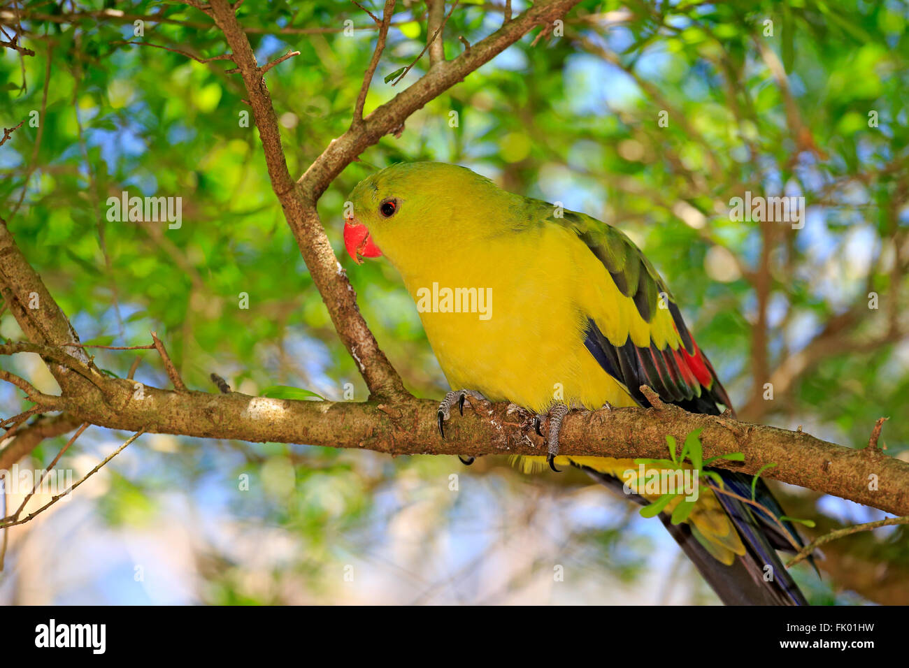 Bergsittich, Männchen auf Baum, South Australia, Australien / (Polytelis Anthopeplus) Stockfoto