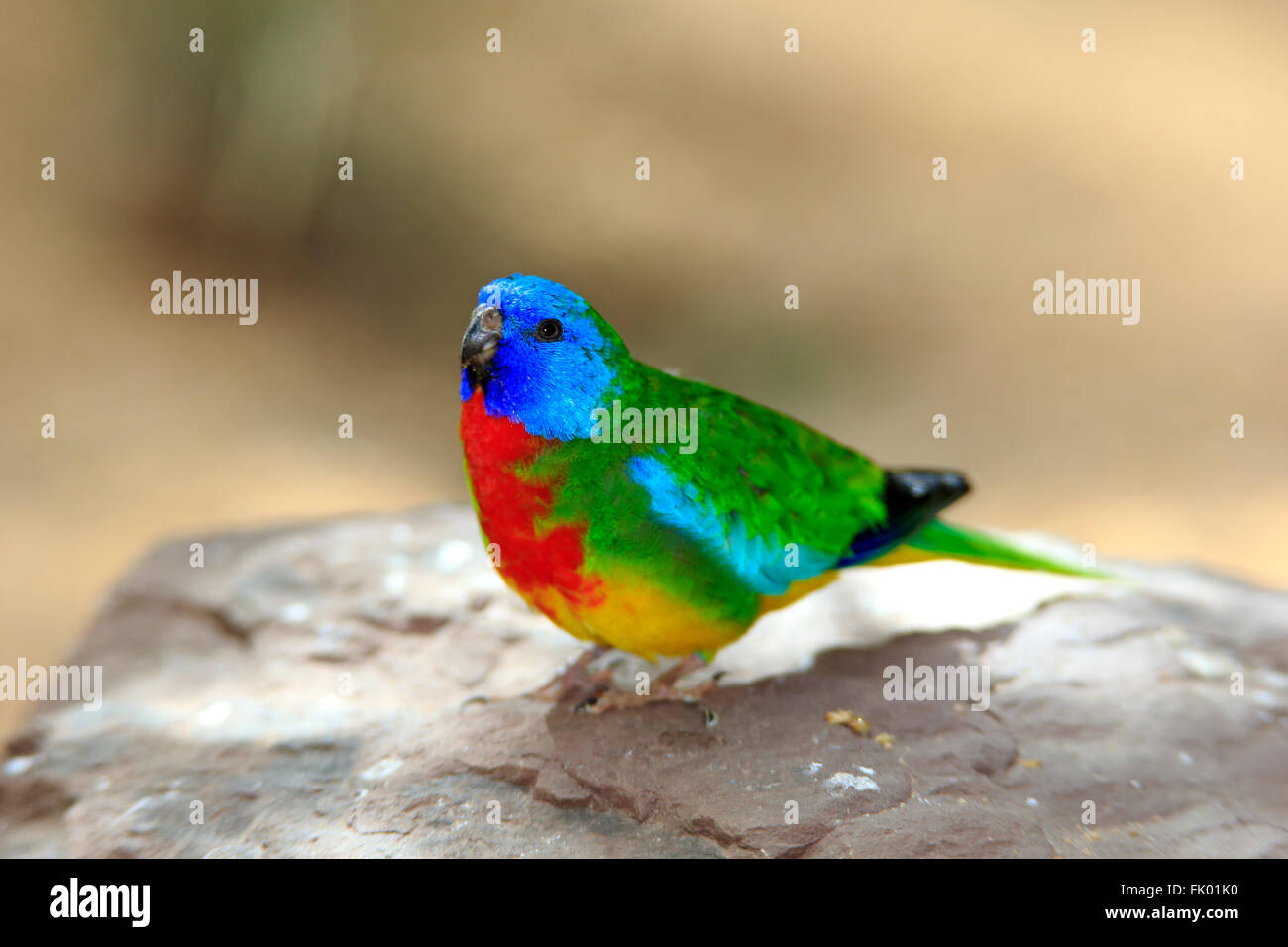 Glanzsittich, Erwachsener, South Australia, Australien / (Neophema Splendida) Stockfoto