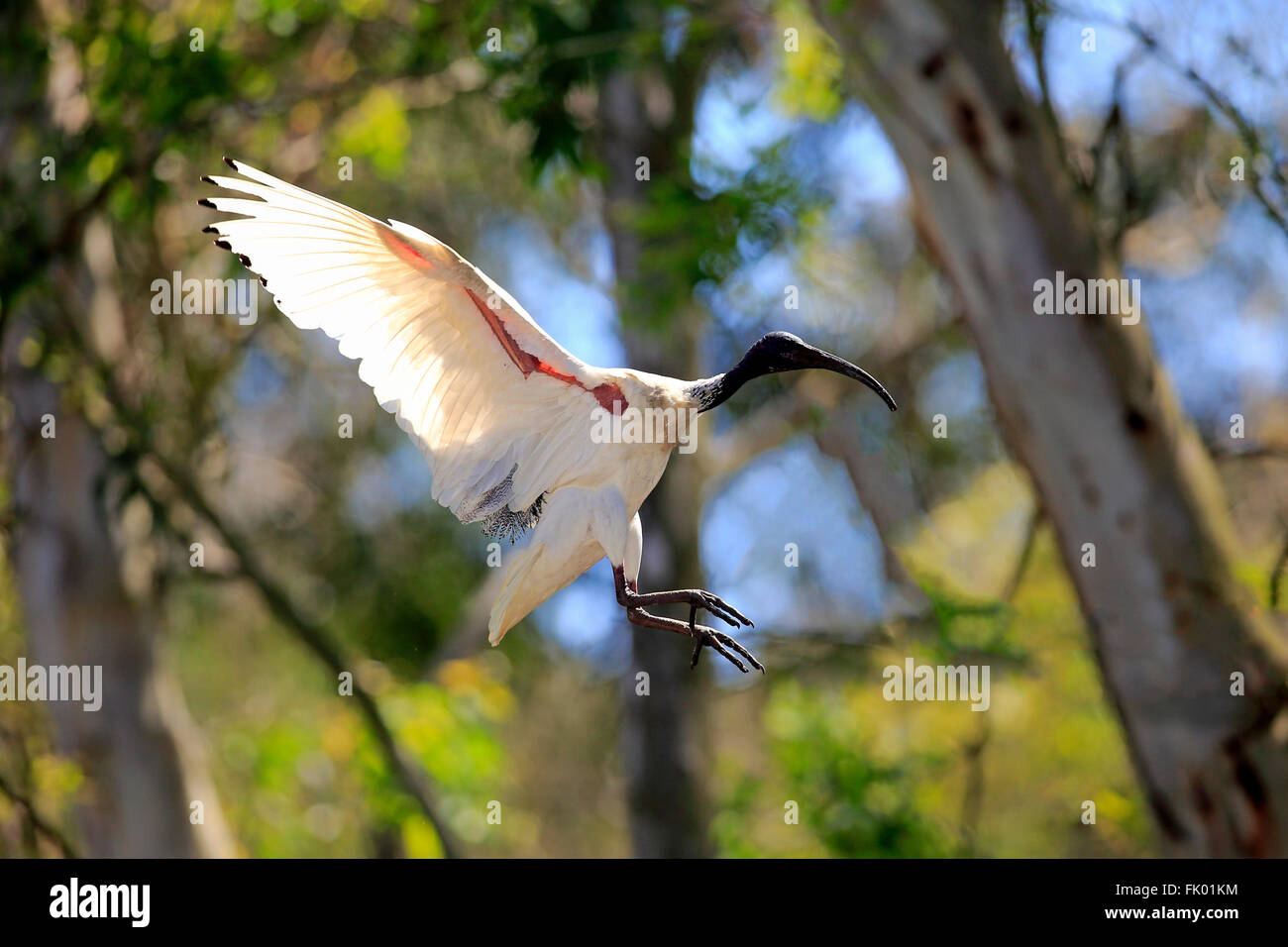 Australische weißes Ibis, Erwachsenen fliegen, New-South.Wales, Australien / (Threskiornis Molukken) Stockfoto