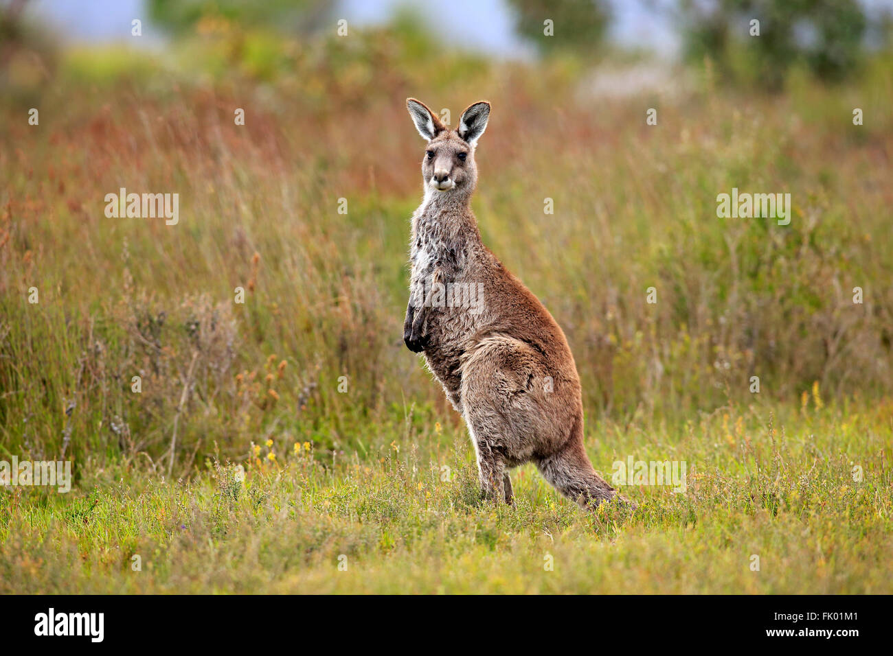 Östlichen Grey Kangaroo, Erwachsenen-Alarm, Wilson Promontory Nationalpark, Victoria, Australien / (Macropus Giganteus) Stockfoto