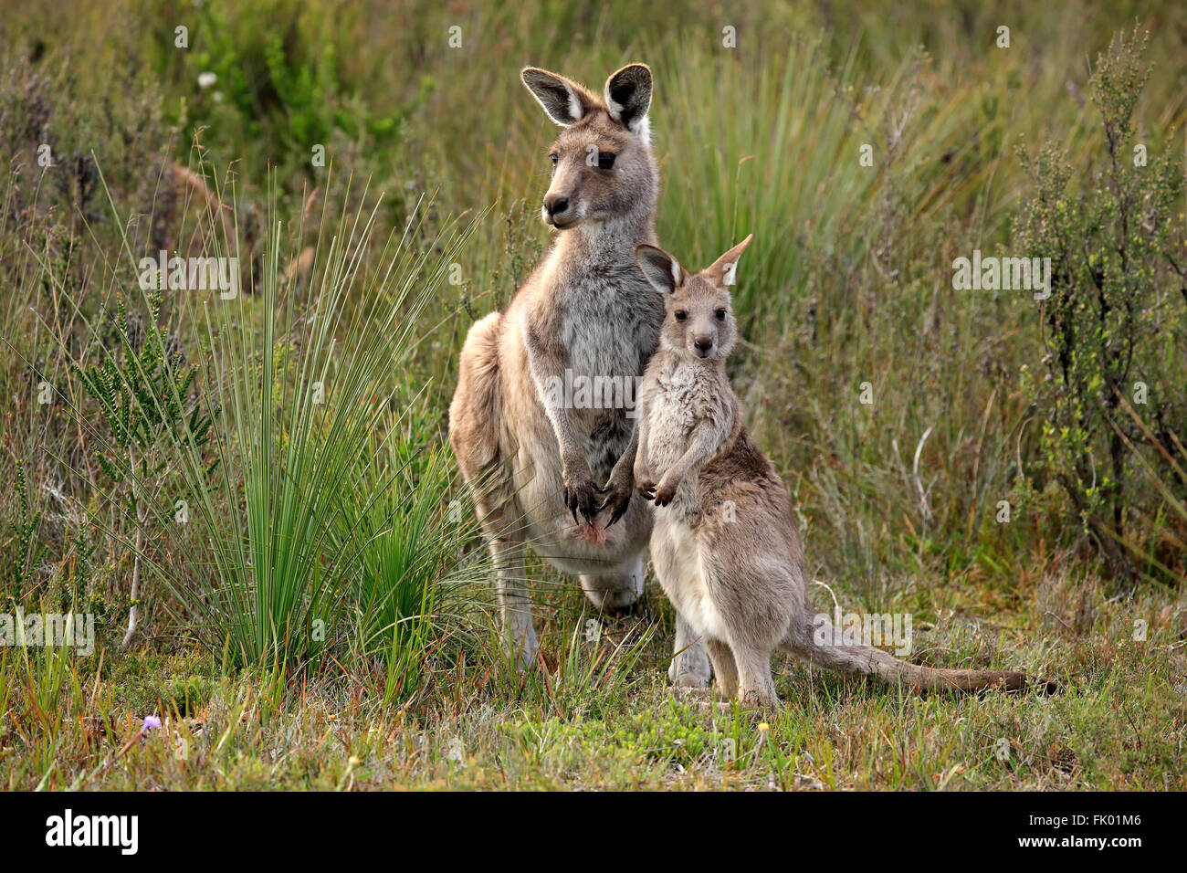 Östlichen Grey Kangaroo, Weibchen mit jungen, Wilson Promontory Nationalpark, Victoria, Australien / (Macropus Giganteus) Stockfoto