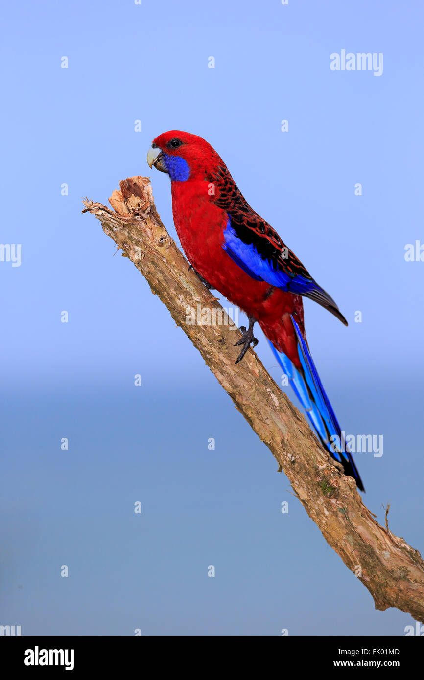 Crimson Rosella, Erwachsene auf Zweig, Wilson Promontory Nationalpark, Victoria, Australien / (Platycercus Elegans) Stockfoto