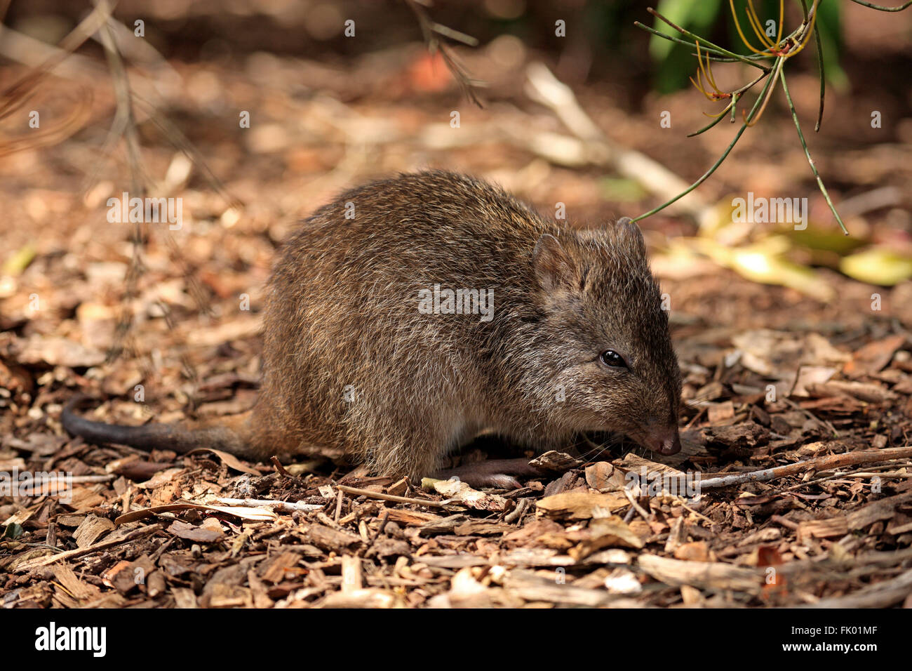 Lange Nase Potoroo, Erwachsene auf Nahrungssuche, South Australia, Australien / (Potorous Tridactylus) Stockfoto