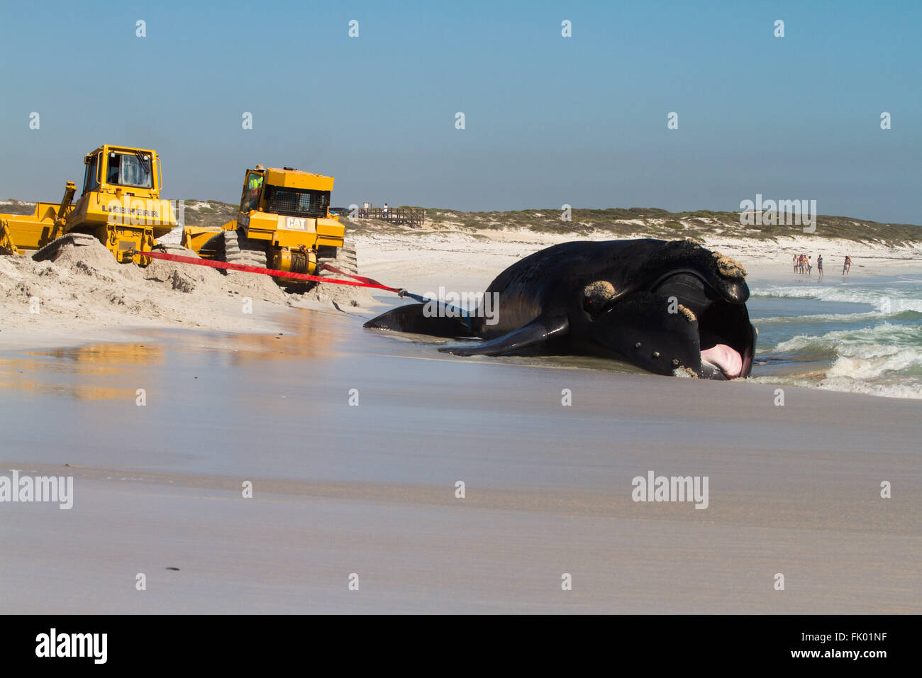 Ein Containerschiff traf zwei Bulldozer-Kampf um einen Toten Wal zu entfernen, die nach es an Kapstadt Strand angespült. Stockfoto