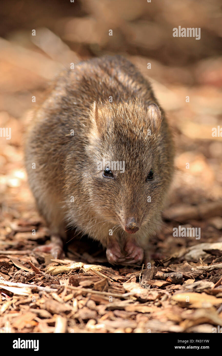 Lange Nase Potoroo, Erwachsene auf Nahrungssuche, South Australia, Australien / (Potorous Tridactylus) Stockfoto