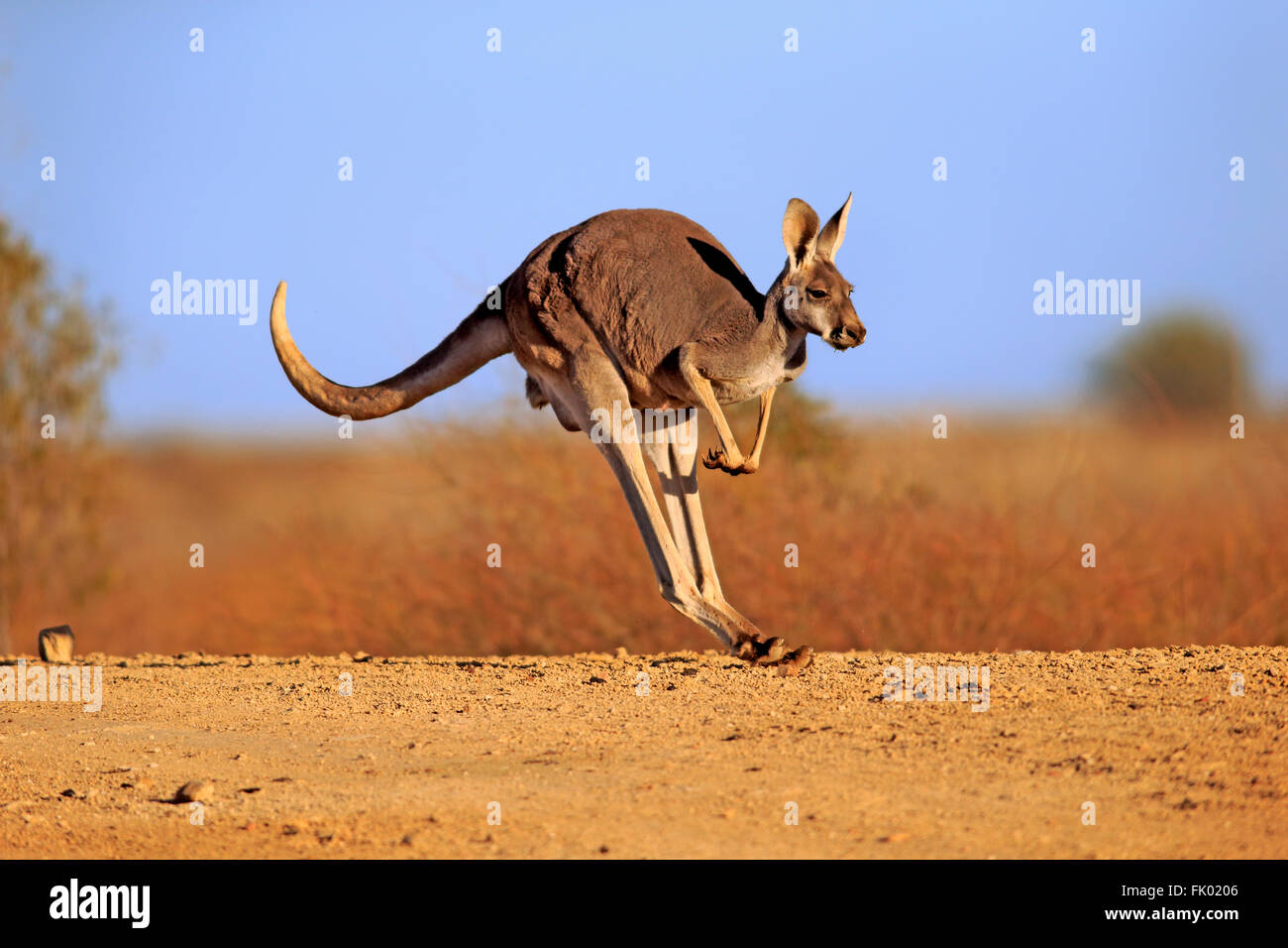 Red Kangaroo, Erwachsene springen, Sturt Nationalpark, New South Wales, Australien / (Macropus Rufus) Stockfoto