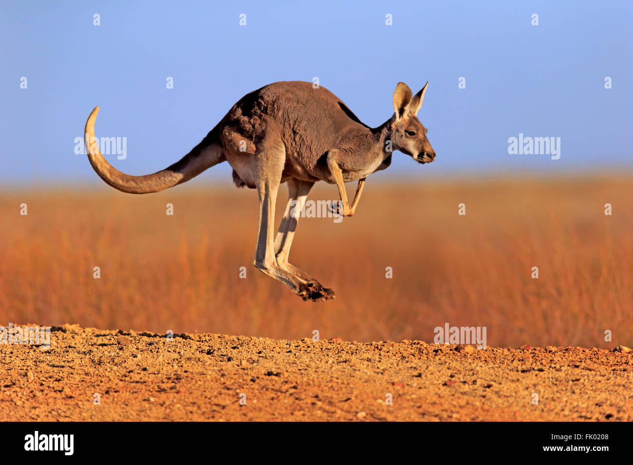 Red Kangaroo, Erwachsene springen, Sturt Nationalpark, New South Wales, Australien / (Macropus Rufus) Stockfoto