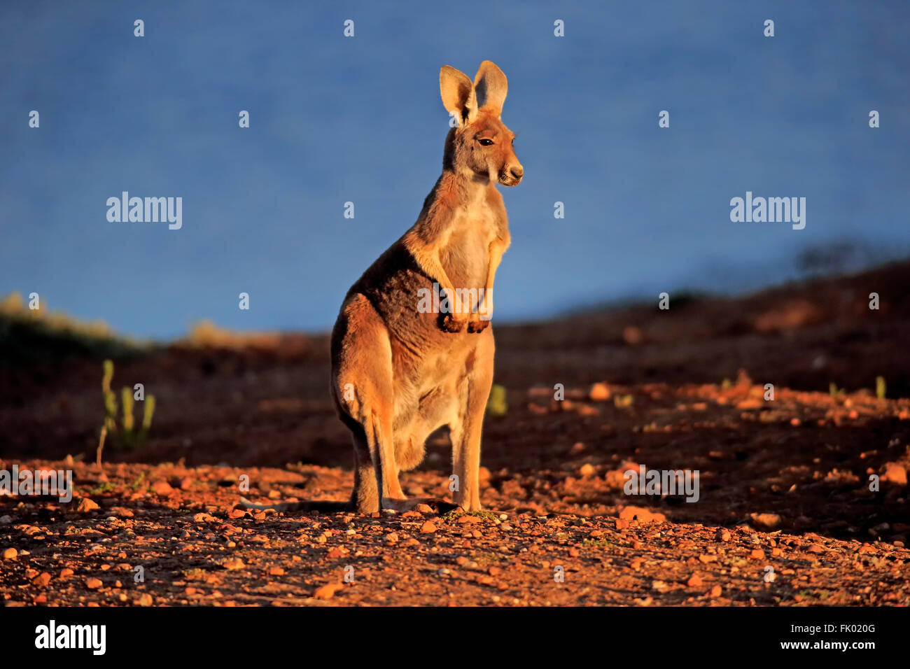 Red Kangaroo, Erwachsene, Sturt Nationalpark, New South Wales, Australien / (Macropus Rufus) Stockfoto