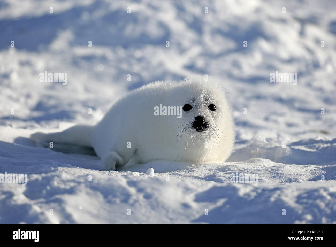 Harp Seal, Pup, Packeis, Magdalen Islands, St.-Lorenz-Golf, Quebec, Kanada, Nordamerika / (Pagophilus Groenlandicus) / Whitecoat Stockfoto