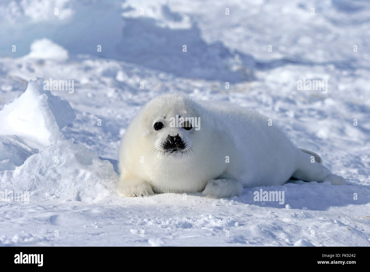 Harp Seal, Pup, Packeis, Magdalen Islands, St.-Lorenz-Golf, Quebec, Kanada, Nordamerika / (Pagophilus Groenlandicus) / Whitecoat Stockfoto